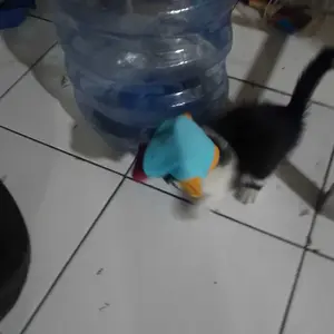 Kama Ratu Baju Kucing Lucu 5Ribuan Kaos Katun Spandek Adem & Lentur Rekomended Kualitas Terbaik