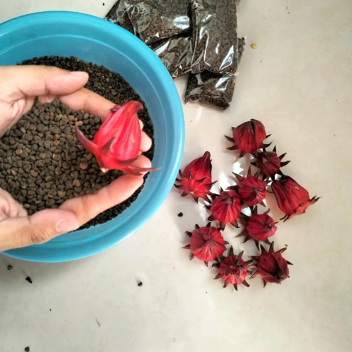 500 lebih Benih Rosella Biji Rosela Merah jumbo 1 bungkus Tanaman