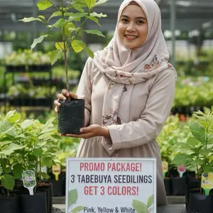 Paket 3 bibit bunga tabebuya warna pink, kuning dan putih siap tanam