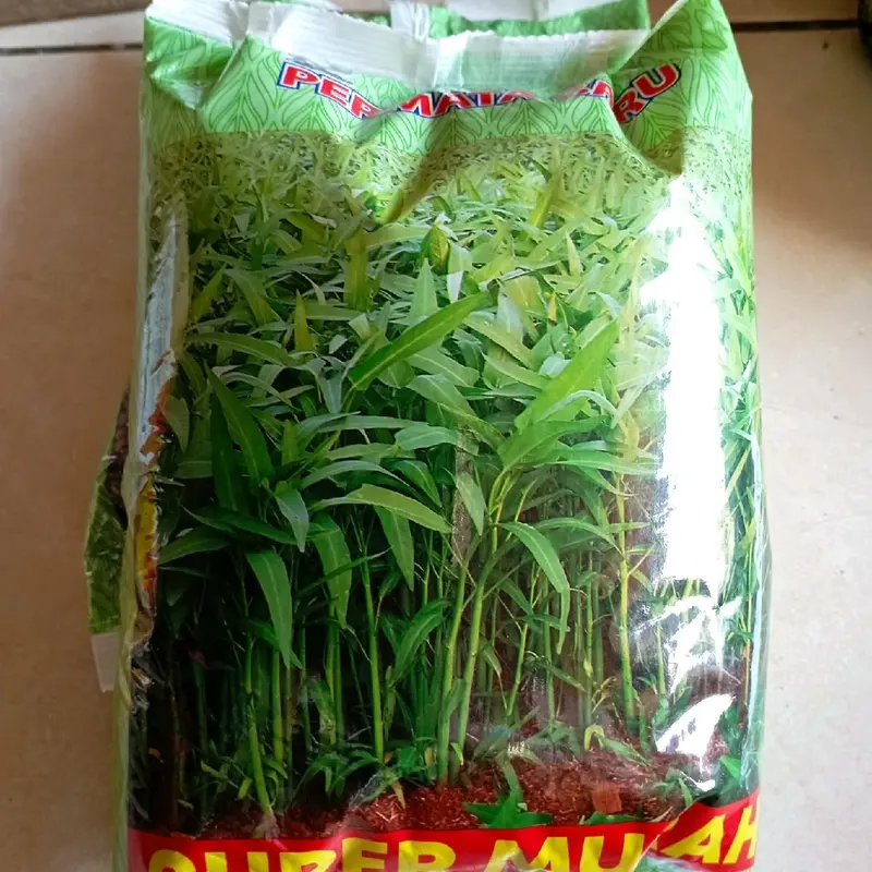 Promo Benih//bibit kangkung SUPER MURAH permata baru kemasan 1kg original Benih Daun 2