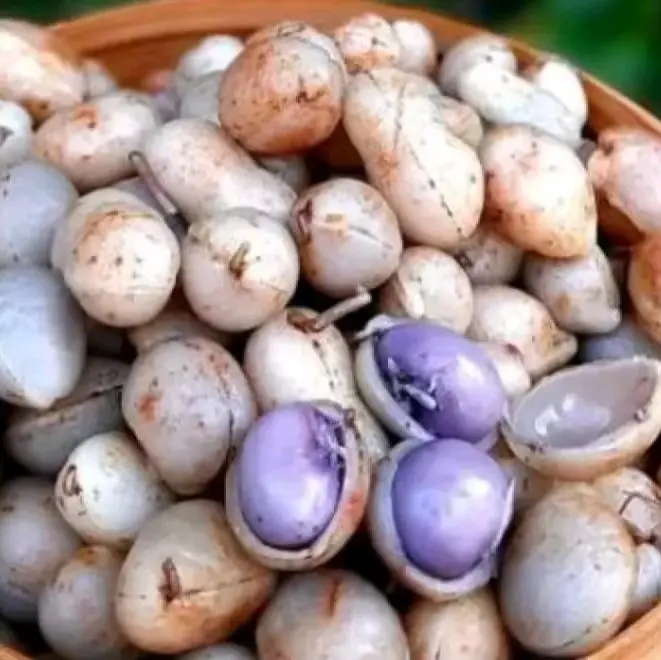 kacang Bogor mentah 1kg , asli segar 4