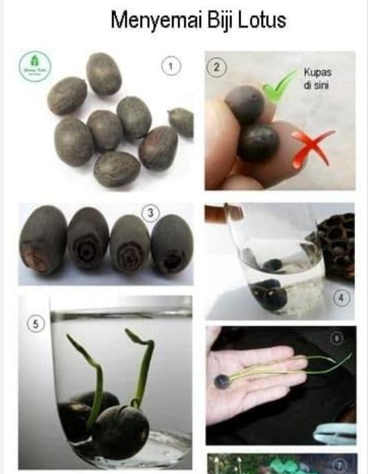 3 butir biji benih tanaman bunga lotus mini mix warna