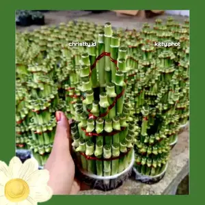 tanaman bambu hoki/lucky bamboo/ sri rejeki /ornament tanaman bambu hoki