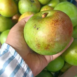 Mangga Apel Muda Untuk Rujak Seger Asem Kecut