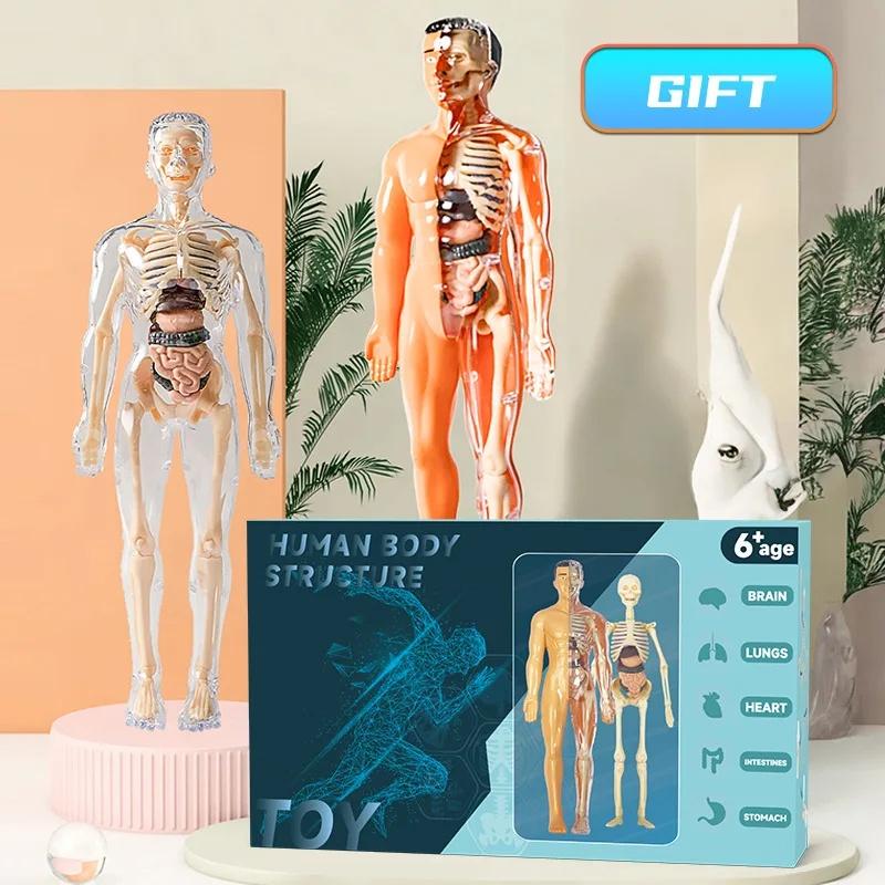 Mô hình cơ thể người 3D, mô hình bộ phận khung xương của con người, giải phẫu…