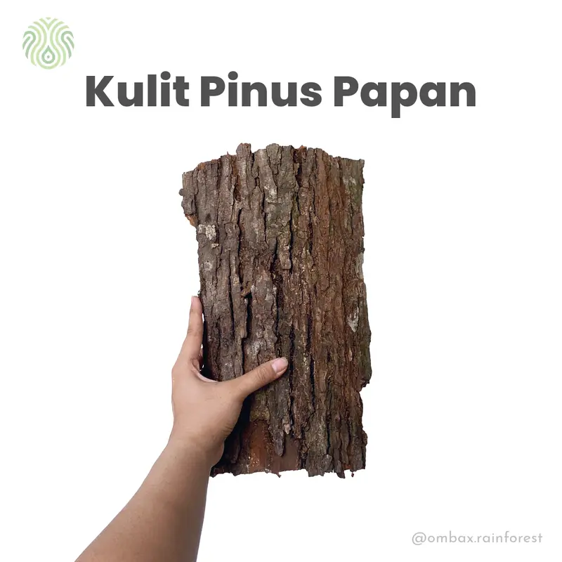 Kulit Pinus Papan - Background Terrarium/Vivarium/Hardscape 0