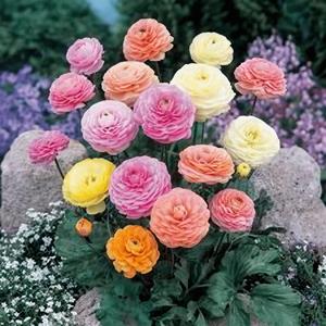 Semillas Premium de Ranúnculo Mixtas 500 Piezas Alta Germinación Colores Vibrantes Rojo Amarillo Rosa Violeta Fáciles de Cultivar para Jardines Macetas y Decoración Exterior