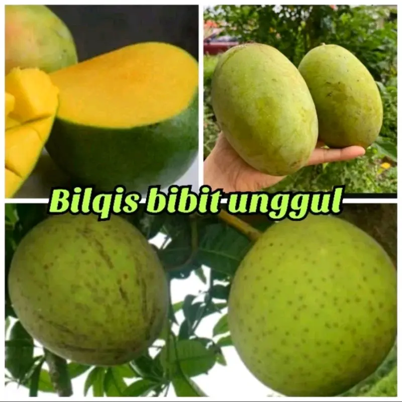 Benih mangga kweni kueni super unggul 0