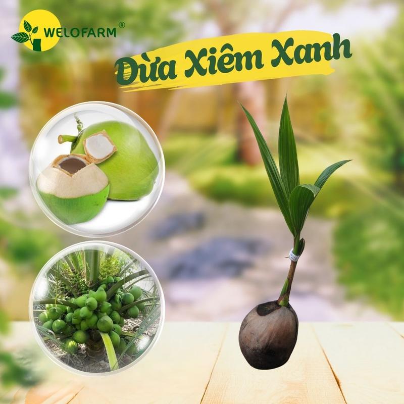   DỪA XIÊM XANH  CÂY GIỐNG DỪA XIÊM XANH Dừa Trần - Không Kén Đất Nhanh Trái Năng Suất Cao Nước Ngọt Mát 