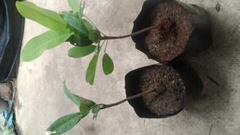 Product Review of BIBIT TANAMAN KELAPA SEGALA JENIS SUPER ARTIFICIAL from A**_ 0