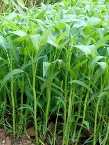 Biji Benih Tanaman Sayur Kangkung Cabut F1 Isi Banyak Benih Kangkung Daun Sempit Biji Sayur Kangkung Biji Hidroponik Biji sayuran Benih Kangkung unggul