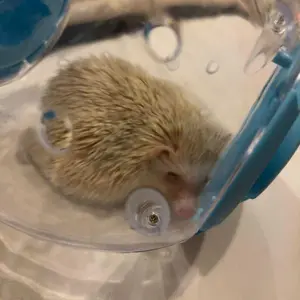 Petcho Bola Lari Hamster XL 18CM Tebal Glow in The Dark Mainan Hamster Landak Sugar Glider Kincir Lari Indoor Outdoor