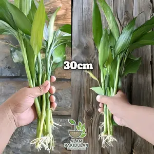 Bambu Hoki Sri Rejeki Sudah Berakar Dan Sehat 30cm Bibit Tumbuh Sehat