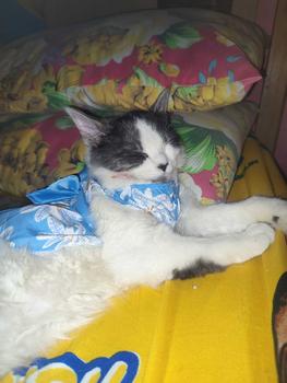 Product Review of Floral Dog Princess Dress Cute Puppy Cat Skirt Summer Pet Clothes from M**😘 0