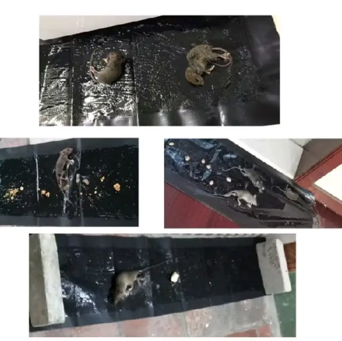 0.6/1.2M  Lem Perangkap Tikus Tikus Lem Jebakan Stiker Perangkap Tikus PembasmiHarga Pabrik Grosir 1