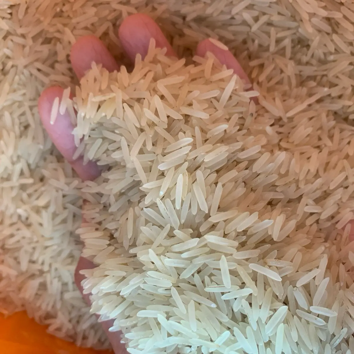 SAHAR Basmati rice 1121 XXXL long grain