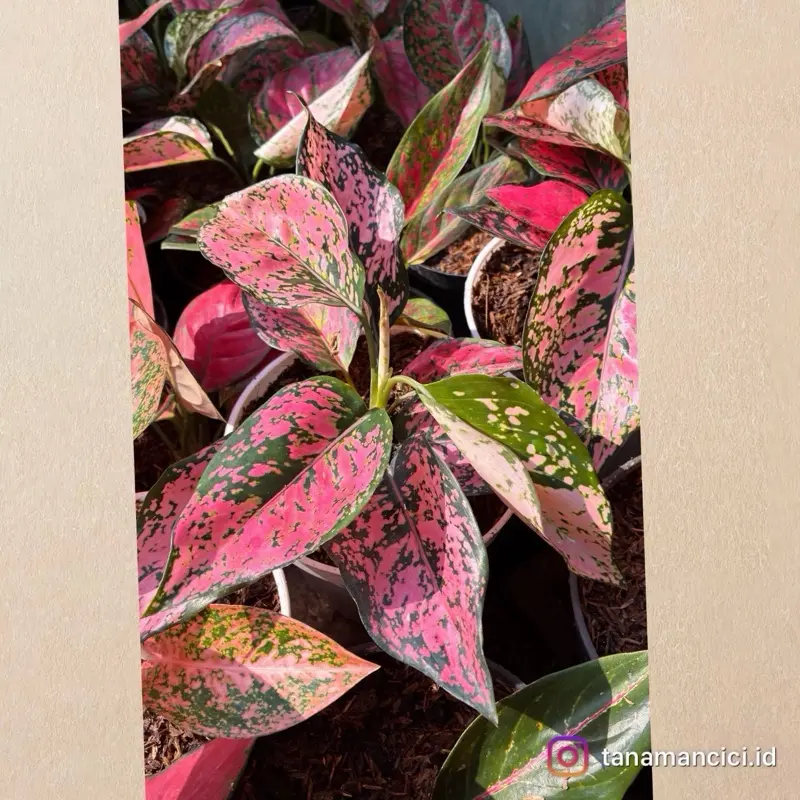 Aglonema Pink Komkom remaja ready Surabaya barat