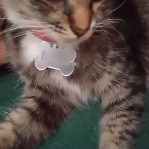 Kalung Kucing Custom Nama Kulit Sintetis Bahan PVC dan AKRILIK - PRECIOUS PET NECKLACE