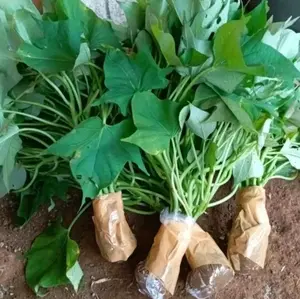 bibit ubi Cilembu paket 30 batang