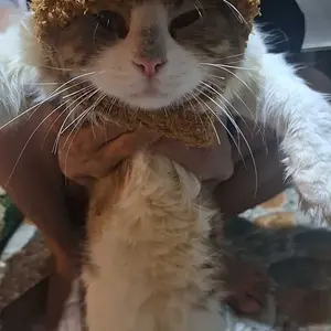 Topi Kucing Anjing Motif Beruang kelinci Lucu Bahan Lembut dan Nyaman untuk Hewan Peliharaan Anda