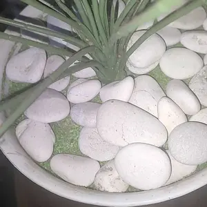 BATU TANAMAN HIAS MURAH 500 GRAM BATU PUTIH BATU PANCAWARNA