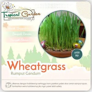 Benih Biji Rumput Gandum Wheatgrass Rumput Kucing Rumput Herbal COD
