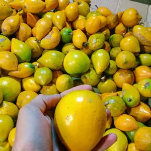 sawo belanda 1kg - Fres enak manis legit