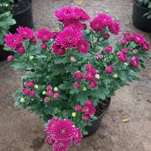 Tanaman Krisan Bunga Ungu + Pot Rimbun Berbunga Tanaman Hias Cantik Cocok Untuk Dekorasi Rumah