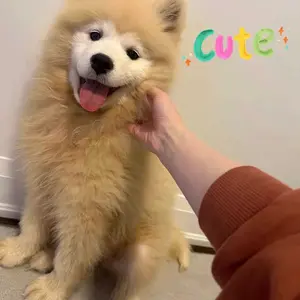 Smart Tag iTag GPS Tracker Bluetooth untuk Temukan Kunci Anak & Hewan Peliharaan Dengan Aplikasi Find My 14.5 Lokator Barang Hilang Lokasi Peta Suara Mode Hilang