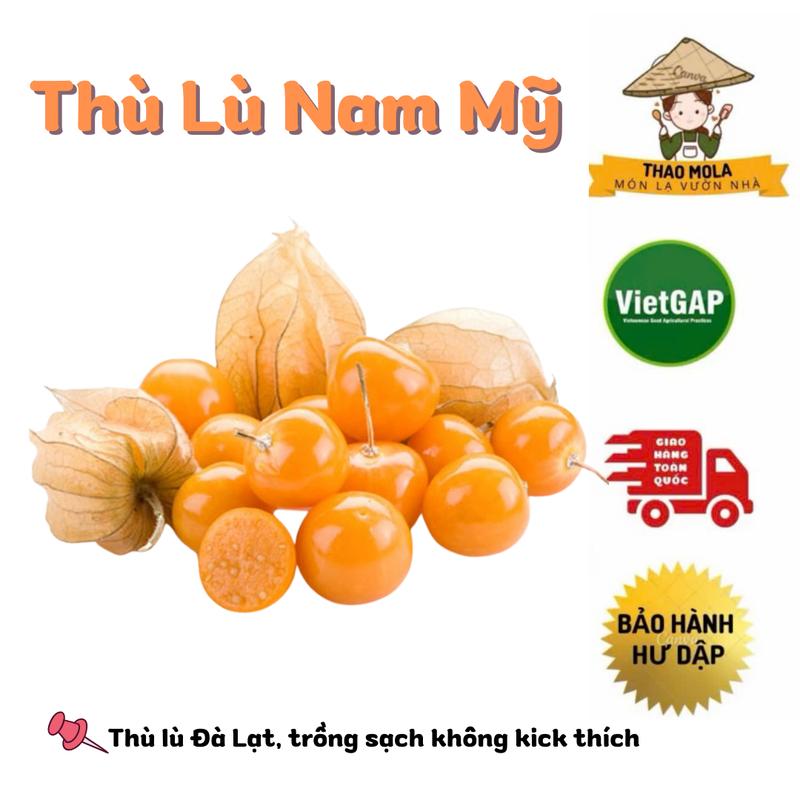 1kg Quả Thù Lù Nam Mỹ tươi Đà Lạt- trái cây chua- tặng muối xí muội - Món Lạ Vườn Nhà