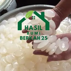Fresh Kolang kaling 1kg buah aren asli kiloan ||CANGKALENG