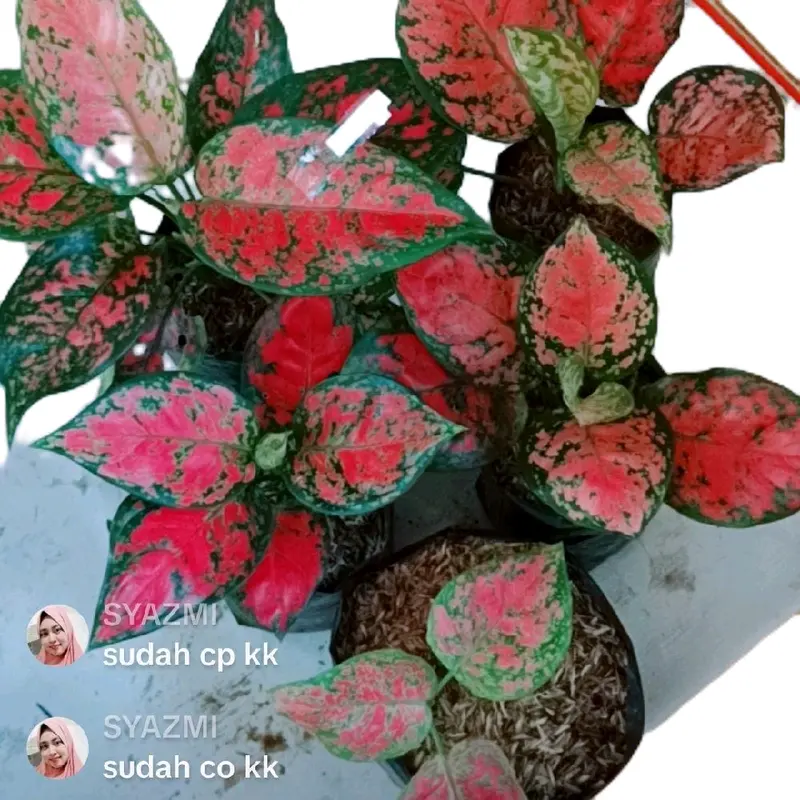 tanaman aglonema (paket merah isi 5) 0