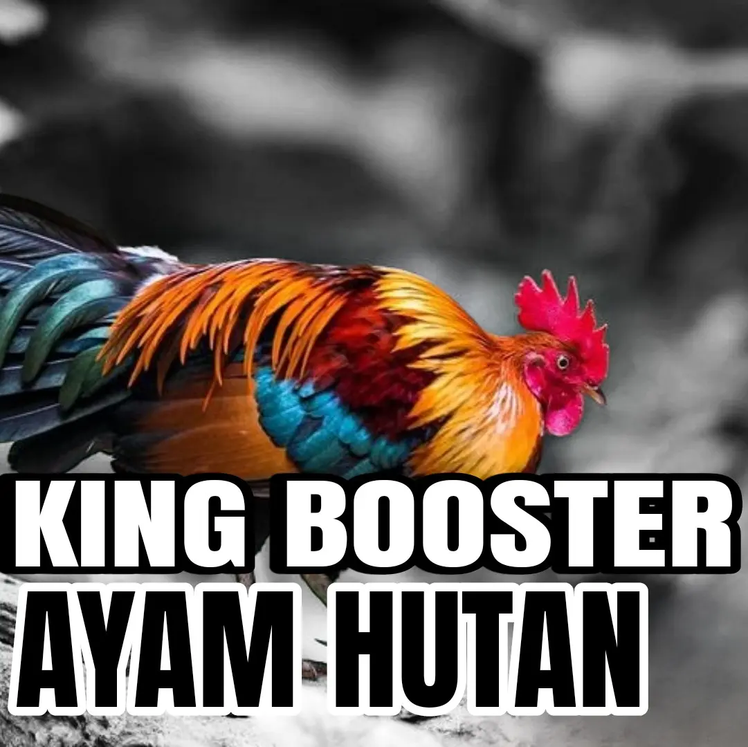 !! MEGA PROMO !! "KING BOOSTER (( AYAM PIKAT ))