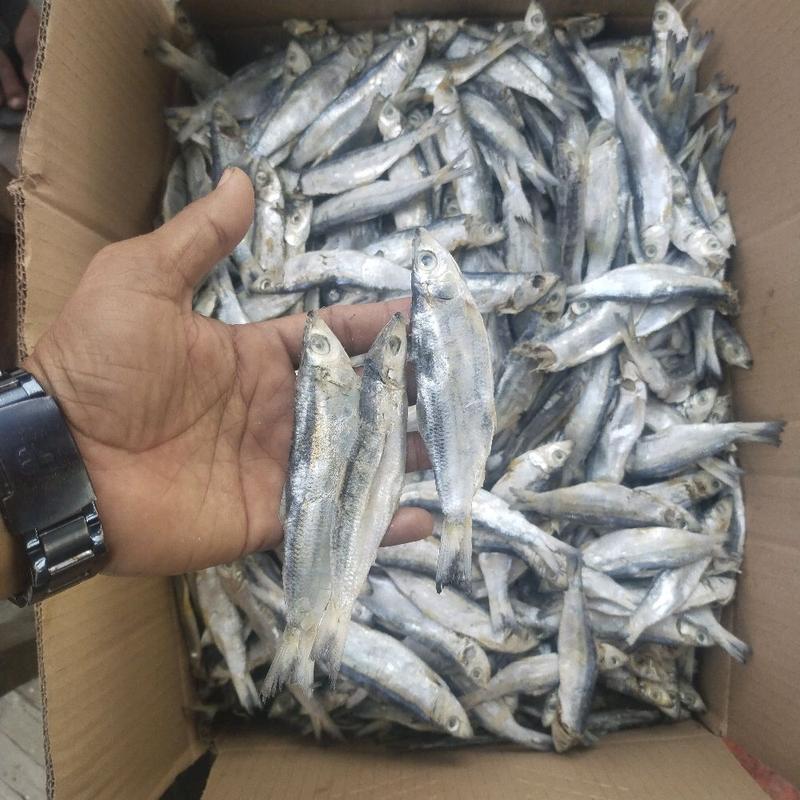 Ikan Asin japuh ketan pulen Enak Dan lezat Food - Shop | Tokopedia
