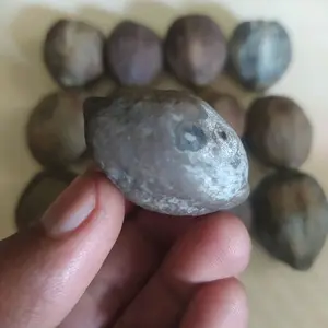 muncang adu pedang ori big size original wonosobo