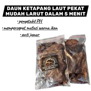 DAUN Ketapang Pekat Untuk ikan channa cupang koki koi arwana dan semua ikan celup merah