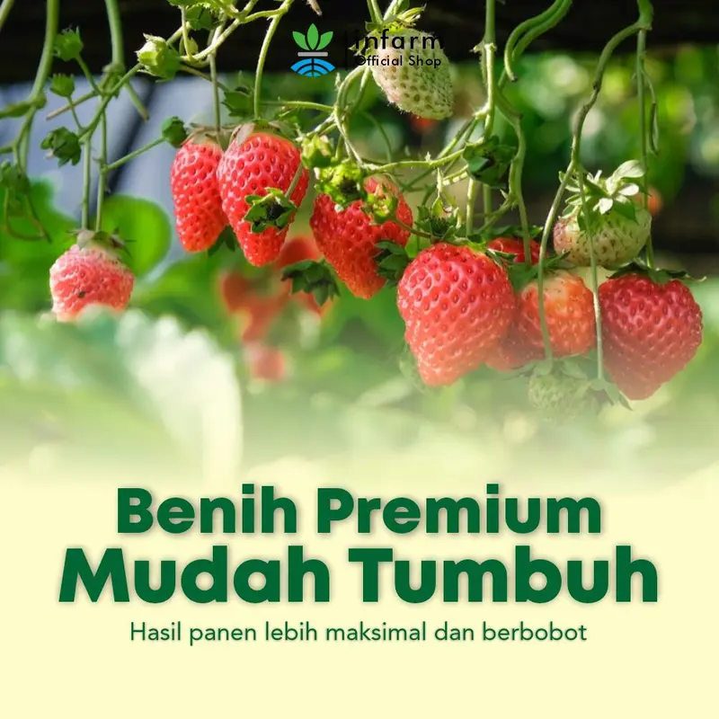 Benih tanaman Buah Strawberry isi 50 butir  Infarm 1