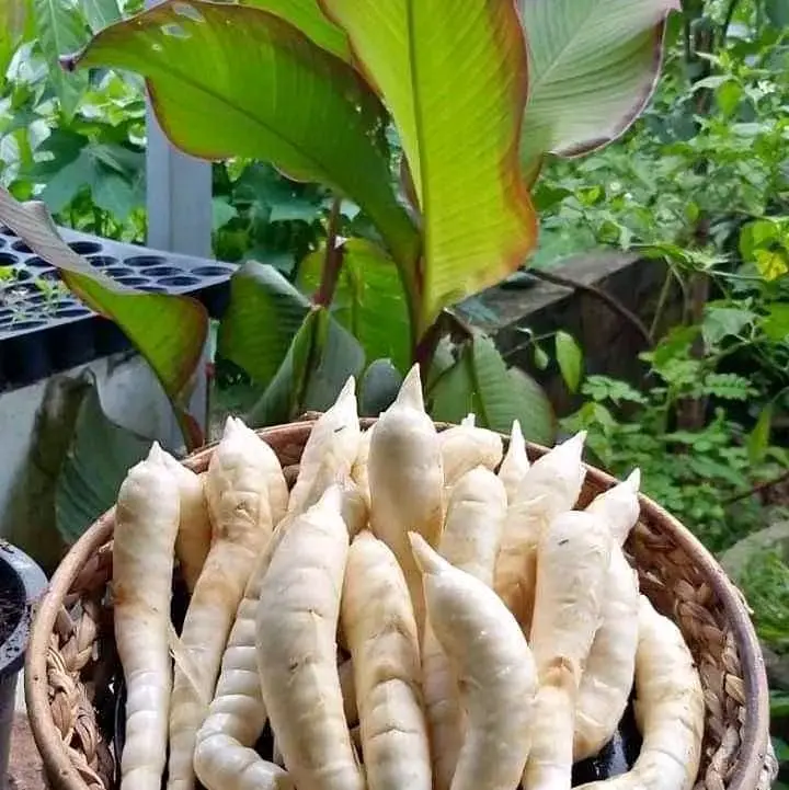 Ubi Garut / Klerut Pulen 1kg