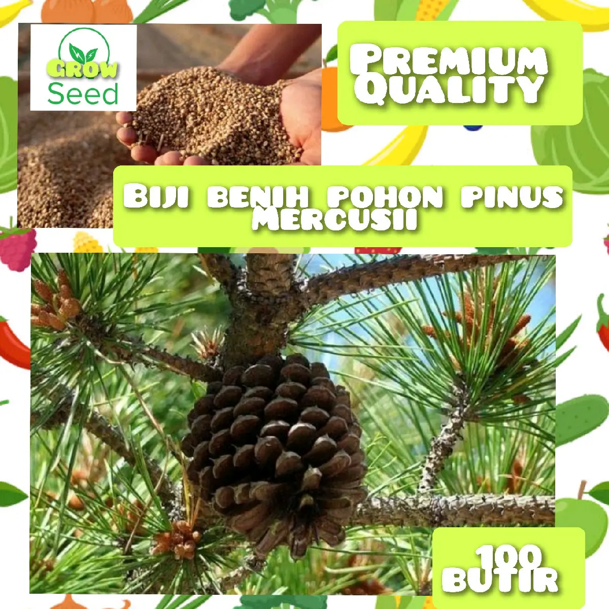 100 butir biji/benih pohon pinus mercusii