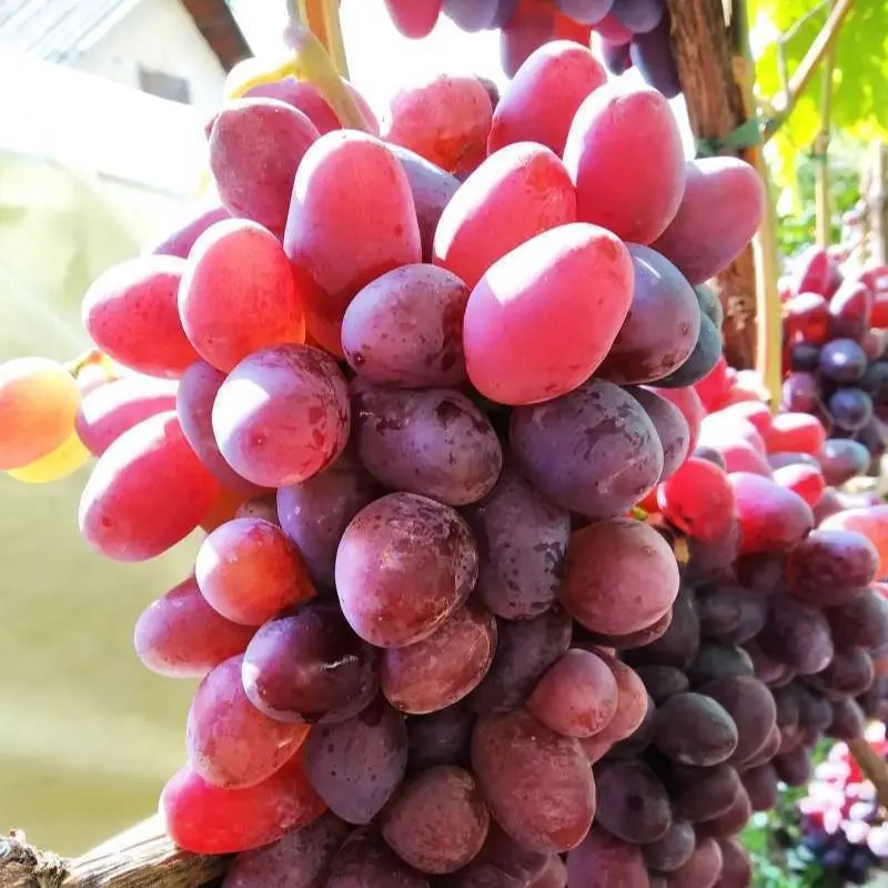 BENIH BBT ANGGUR IMPORT NINEL, JUPITER DLL  PREMIUM / BBT  ANGGUR IMPORT 8
