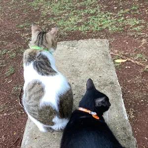 Bak Pasir Kucing Anjing  Pet Litter BoxDesain Terbuka Ukuran Besar / Toilet KucingAnjing /Tempat Pup Kucing