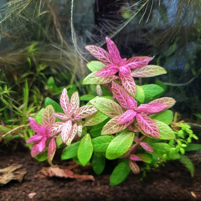 Hygrophila Polysperma sunset ( Tanaman Aquascape Tumbuhan Air Hiasan Aquarium ) 3