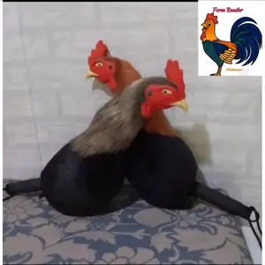 Boneka ayam untuk melatih ayam
