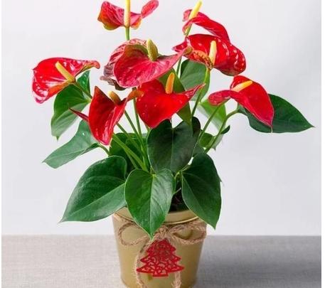 Product Introduction of Tanaman Hias Anthurium Bunga Merah-tanaman hijau palsu 0