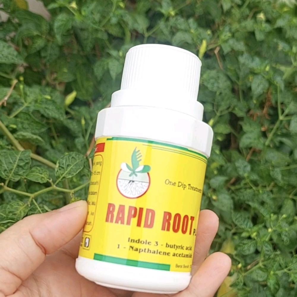 RAPID ROOT hormon penumbuh perakaran