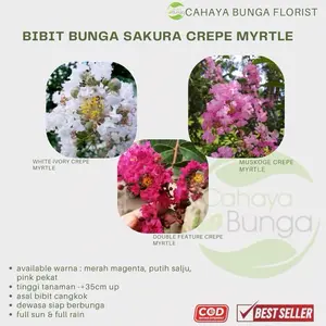 BIBIT BUNGA SAKURA - WHITE IVORY CREPE MYRTLE - MUSKOGE CREPE MYRTLE - DOUBLE FEATURE CREPE MYRTLE - Ready