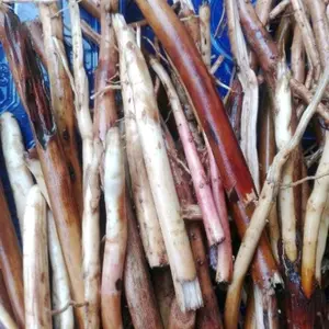 Akar Pinang Jambe Segar untuk Kesehatan dan Masakan 500g-1kg