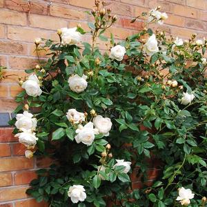 198 Granos Semillas de Rosal Yibai Floración Abundante Resistente al Calor Fácil de Cultivar Adorno Floral Premium Ideal para Jardines Elegantes y Arreglos Florales