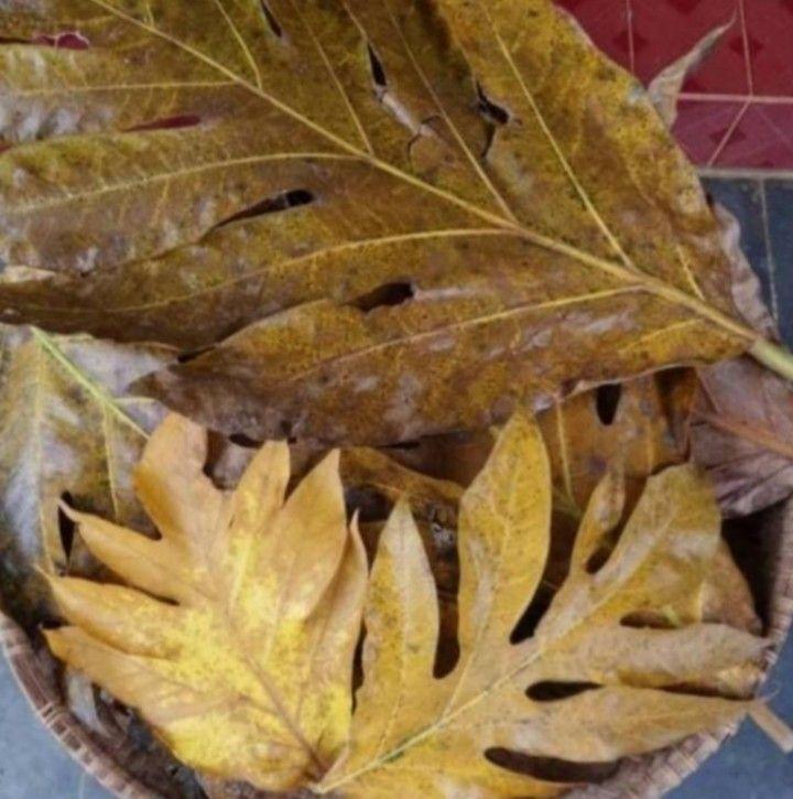 Daun sukun kering organik 500 gram