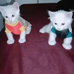 Kama Ratu Baju Kucing Lucu 5Ribuan Kaos Katun Spandek Adem & Lentur Rekomended Kualitas Terbaik